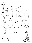 Espce Sinocalanus tenellus - Planche 5 de figures morphologiques